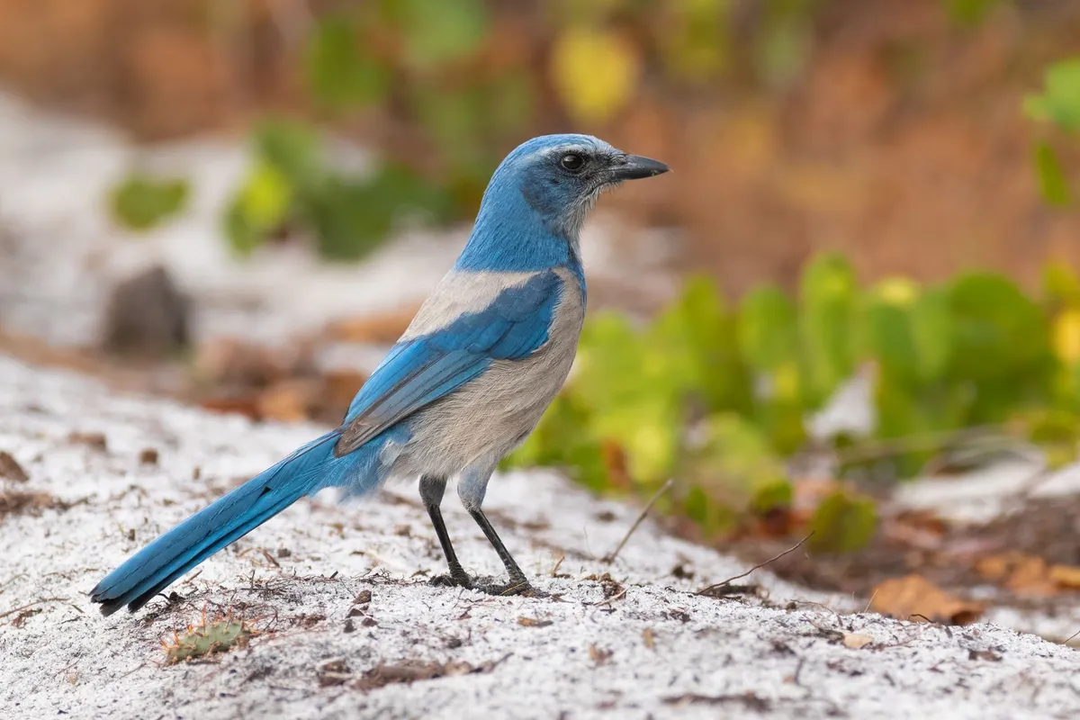 Close-up view of Florida Scrub-Jay in scrub oak habitat, showcasing the bird's distinctive features and typical environment